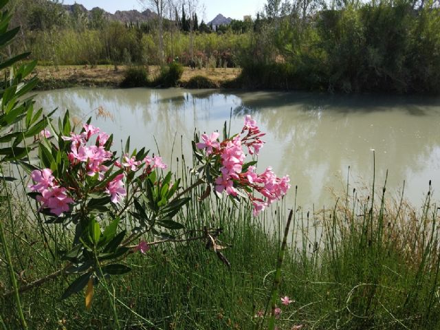 La CHS construye en Archena la última escala para la migración de peces del proyecto Life+ Segura Riverlink