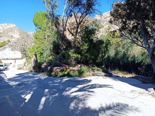 Izquierda Unida-Verdes denuncia la tala de árboles en el balneario de Archena