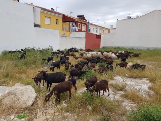 Un 'ejército' de más de 200 cabras limpiará de maleza los solares en La Algaida